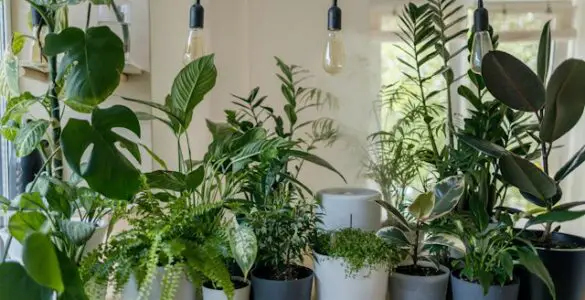 Urban Gardening Tips for Apartment Dwellers