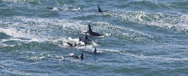Orcas as Apex Predators: Role in Marine Ecosystems