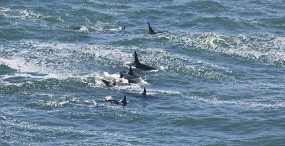 Orcas as Apex Predators: Role in Marine Ecosystems