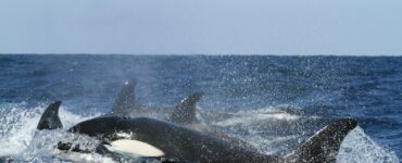Orcas in the Wild: Behavior and Social Structure