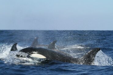 Orcas in the Wild: Behavior and Social Structure