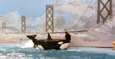 Orcas and Human Interactions: Conservation Challenges