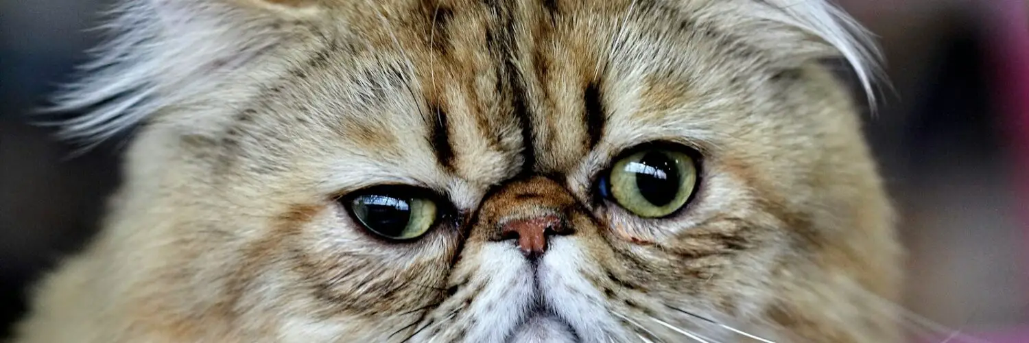 Exotic Cat Breeds: Unveiling the World of Unique Feline